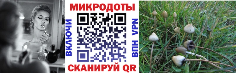 Купить где  Гай  Псилоцибиновые грибы GOLDEN TEACHER 